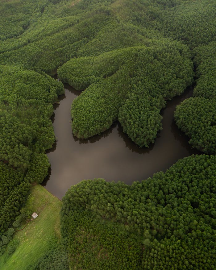 Aerial photo of a lush green forest and river in Vietnam, showcasing nature's beauty from above.